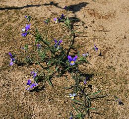 260px Viola tricolor 2